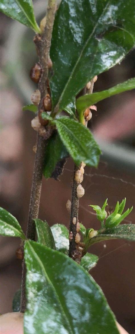 桂花介殼蟲|如何處理桂花的介殼蟲疾病？